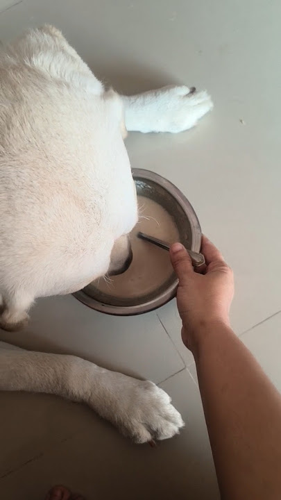 labchinnu  #dogslove #eatingfood #fumny #love #subscribe #vijayahithabanala