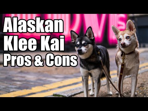 Video: Alaskan Klee Kai Hunderase Hypoallergenic, Health And Life Span