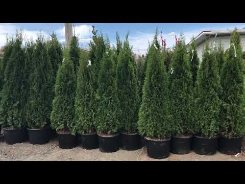 Vidéo: Comment faire pousser des arborvitae orientales à la maison et pourquoi elles sont si populaires