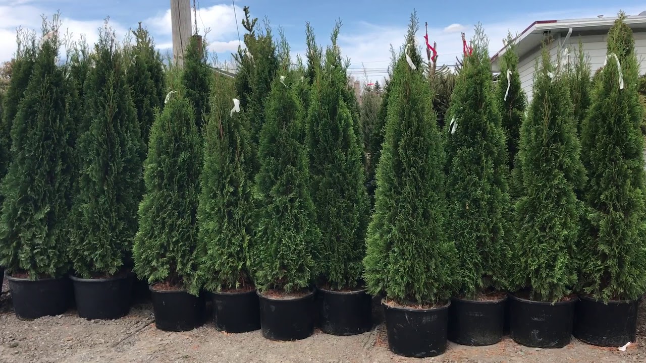 Cedres - Les différentes variété et comment les utiliser