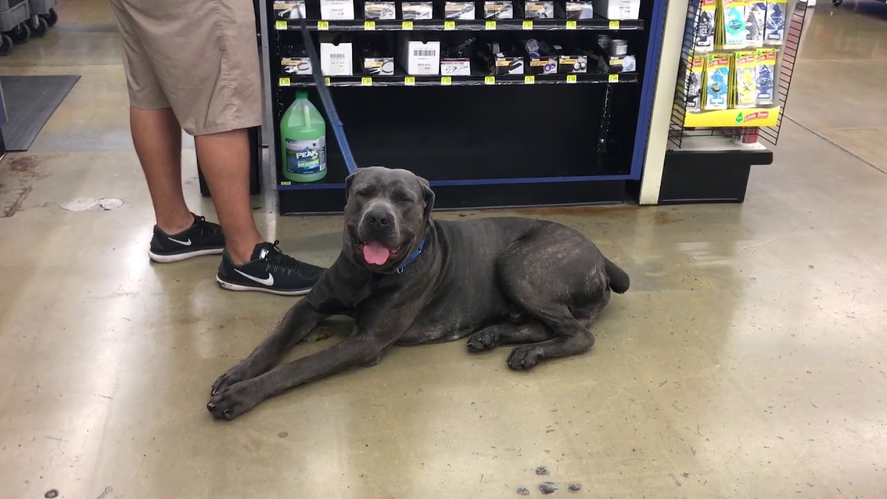 prosaic Vince the Epic Dog Pro Dog Training a Mastiff in Irvine California working on obedience training!