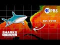Ocean Heat Wave and Its Impact on Marine Life
