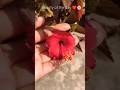 Hatho Me Tere Apne 🌸🌼♥ #naturelovers #nature #viral #love #shortvideo #trending #flowers #shorts