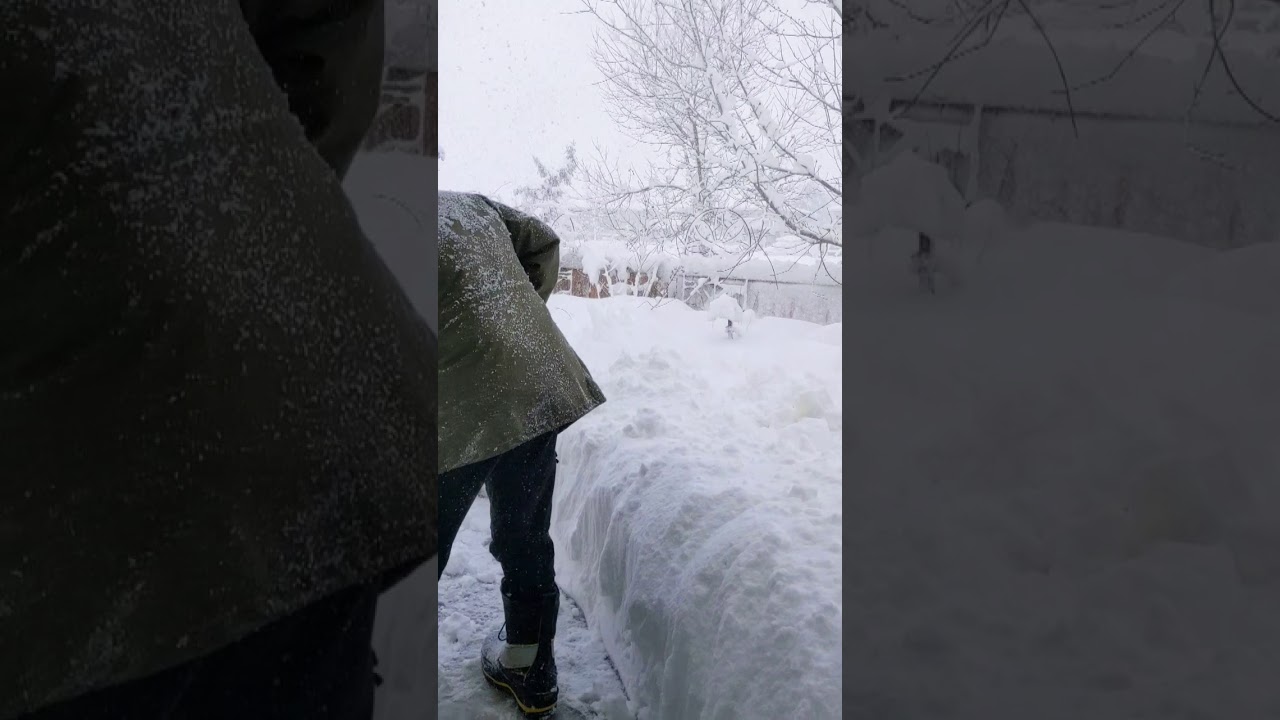 Snowmageddon Colorado - Making a Path for the Dog #Shorts