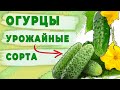Лучшие семена огурцов для посева в Ленинградской области!