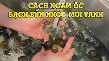 4 cách ngâm ốc sạch nhớt, hết mùi tanh - Mẹo Vặt Cuộc Sống