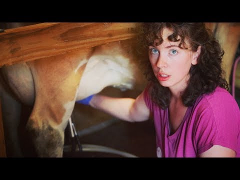 ვიდეო: ძროხის საწველი მანქანა. საყოფაცხოვრებო საწველი მანქანები ძროხებისთვის: მიმოხილვები, ფასები