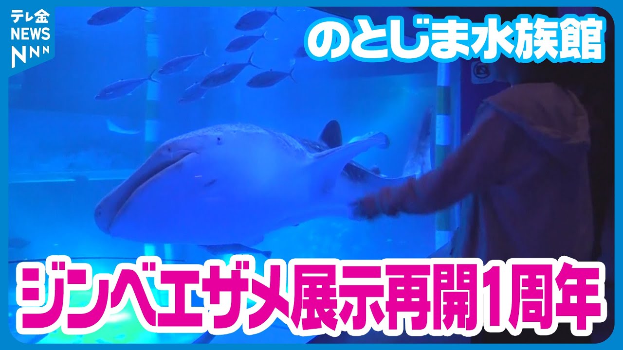 水族館のシンボル】のとじま水族館ジンベエザメ展示再開1周年 水族館が