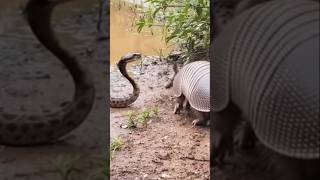 venomous snake attacks armadillo