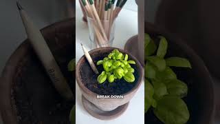 This Pencil Can Grow Into a Plant! 🌱✏️