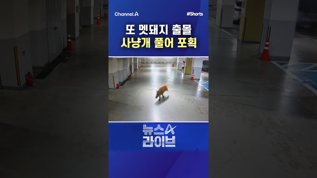 또 멧돼지 출몰 사냥개 풀어 포획 #채널A #shorts #뉴스A라이브