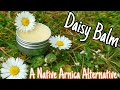 How To Make Daisy Balm A Native Arnica Alternative 🌼 Easy Step By Step Guide (bellis perenis)