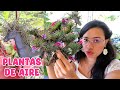 Thillandsias: Plantas que viven del aire y son perfectas para todo tipo de jardines │Candy Bu