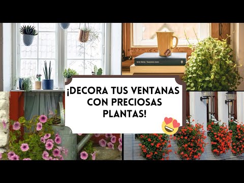 Video: El geranio Ampel es una excelente opción para decorar ventanas y balcones