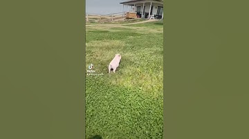 Don’t run from the Lord! (Daisy the mini pig) 😂