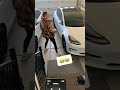 Couple prank: teslas got a surprise! #pranks #tesla