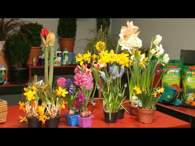 Plantar bulbosas de primavera - Jardinería - YouTube