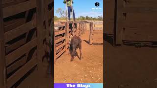 Smart Farm Management Separating Small Large Cattle Safely Village Gear