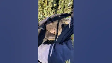 КАК МЕДВЕЖАТА СПЯТ С ЧЕЛОВЕКОМ