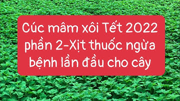 Cách trồng cúc mâm xôi Tết 2022 phần 2-Xịt ngừa bệnh lần đầu cho cây