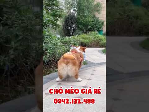 Corgi đẹp nhất việt nam ( 6 triệu ) 0942132488 CHÓ MÈO CẢNH GIÁ RẺ #Shorts
