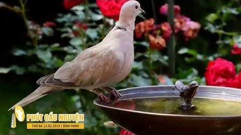 Phút Cầu Nguyện, Thứ Ba 12/02/2019: Lối Thoát