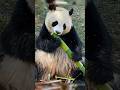 They Saved a Lonely Panda 🐼 #trending #shortvideo