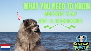Getting To Know Your Dog's Breed: Keeshond Edition