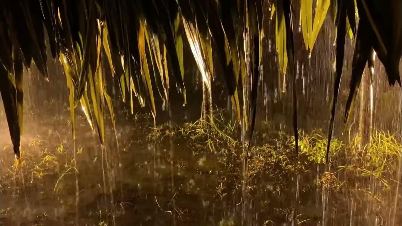 Torrential Rain at Night in the Forest. Torrential Rain with Leaf Falling at Night.