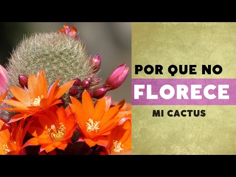 Como saber si mi orquídea va a florecer