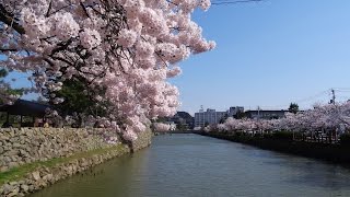 鳥取城 久松公園の桜 '15 (1/5) 4,2 鳥取城 検索動画27 鳥取城 久松公園の桜 '15 (1/5) 4,2 鳥取城 検索動画 27