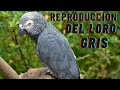 🦜🐣👉Reproducción del Loro Gris o Yaco (Psittacus erithacus)