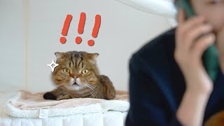 I Said My Cats' Most and Least Favorite Words on a Fake Phone Call! They Heard Everything! (ENG SUB)