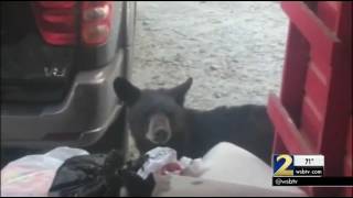 Bear spotted roaming Atlanta neighborhood