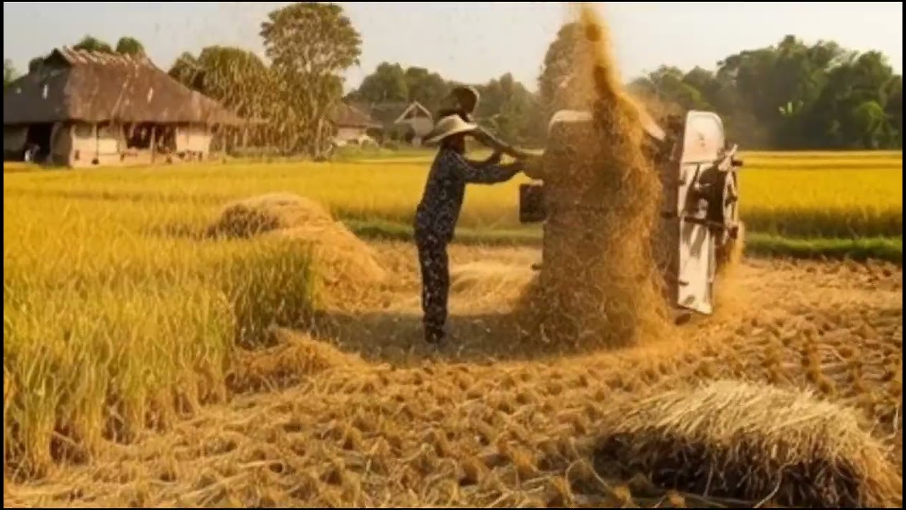 The Amazing Rice Lifecycle: Planting, Harvesting & Cooking