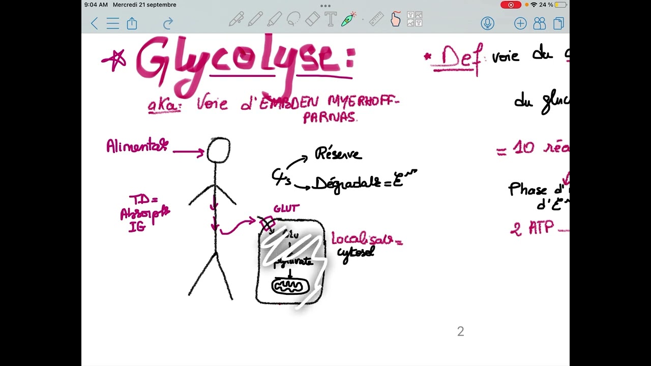 La glycolyse et sa régulation