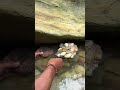 Mining for gold in small, rocky and sandy rivers | Gold prospecting | Panning for gold | Gold hunter