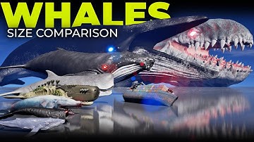 Space Bloop vs Space Blue Whale vs Aircraft Whale | Epic Monster Whales Size Comparison 3D