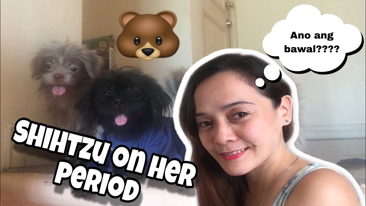 Ano Ang Gagawin Kapag May Period Ang Shihtzu|Janettramos