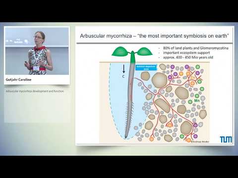 Arbuscular mycorrhiza development and function