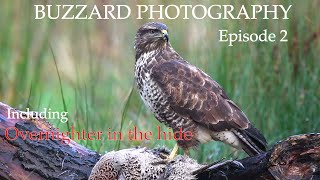 Photographing Common Buzzards From A Hide (Full Guide)