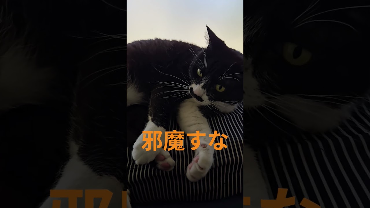 邪魔すな #猫 #ねこ - YouTube