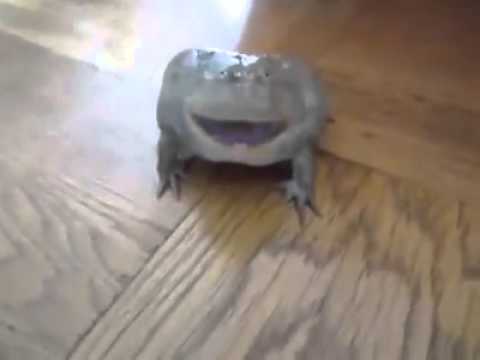 Screaming Frog