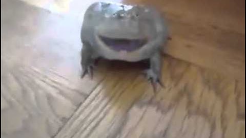 Screaming Frog