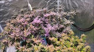 THC Herbangardener - Time To Harvest The AirCube CO2 generator "The Enhancer" by TNB Naturals