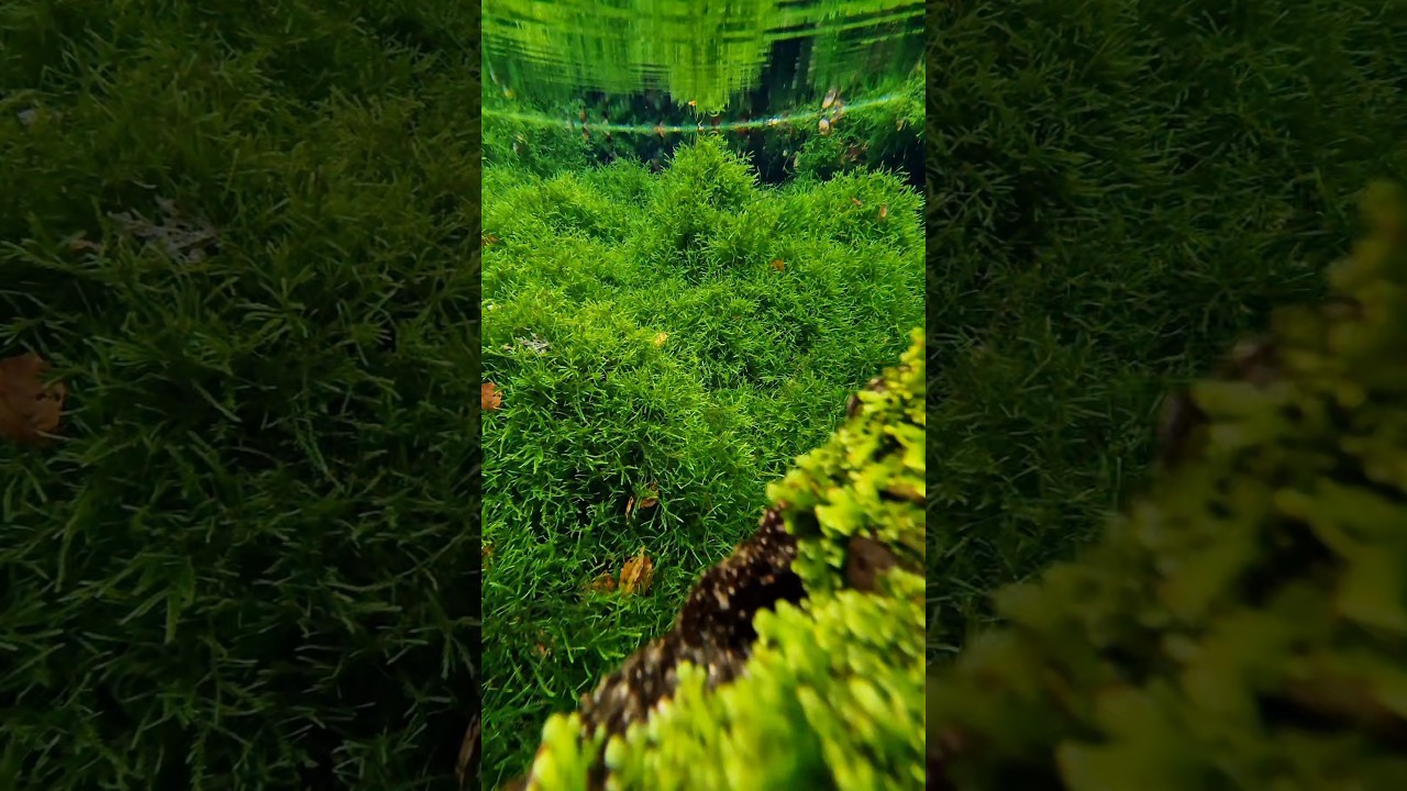 Aquatic moss in Germany