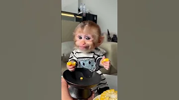 The Cutest Little Monkey You Ll Ever See In Your Life أطرف قرد صغير كيوت هتشوفه بحياتك 
