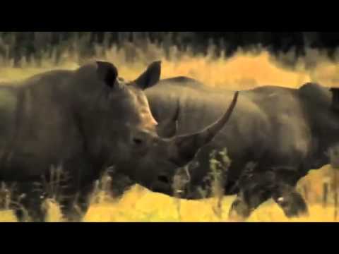 Video: Subasta De Caza De Rinocerontes De Sudáfrica Genera Controversia