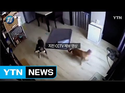 [제보영상] &quot;잠자던 개도 깜놀&quot;···포항 지진 CCTV / YTN