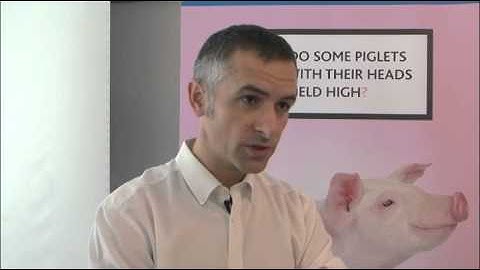 Sow Feed Efficiency & Least Cost Formulation - 5th International LEVUCELL® SB tech. meeting